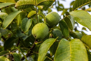 Walnut Trees